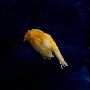 维多利亚奴仆的供奉
